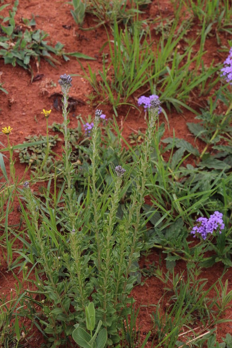 Hilliardiella elaeagnoides photo 2
