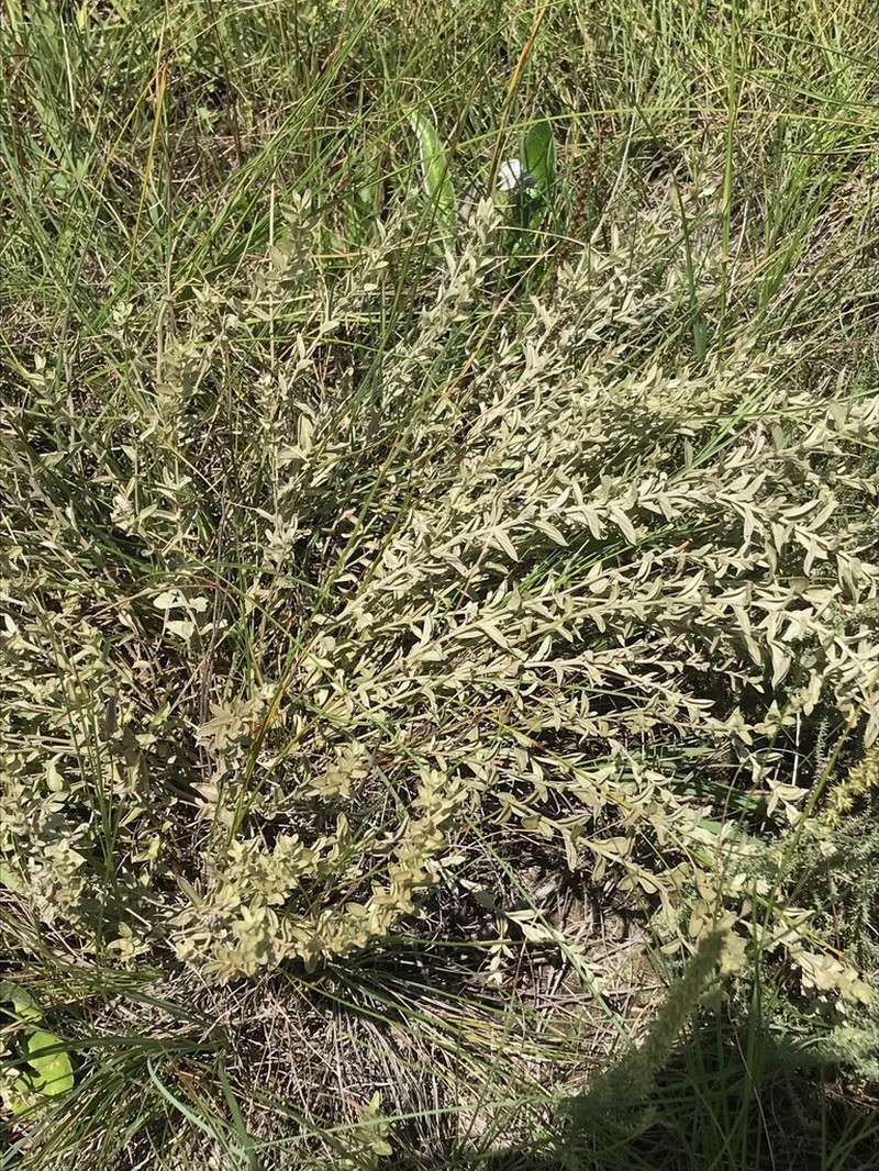 Hilliardiella elaeagnoides photo 3