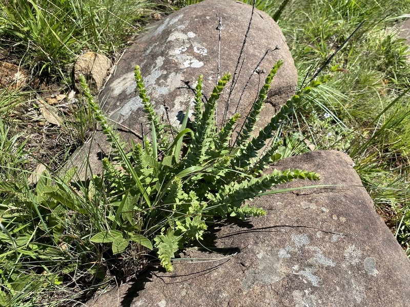 Hilliardiella elaeagnoides photo 5