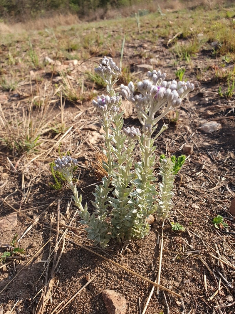 Hilliardiella elaeagnoides photo 6