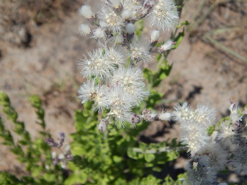 Hilliardiella elaeagnoides photo 8