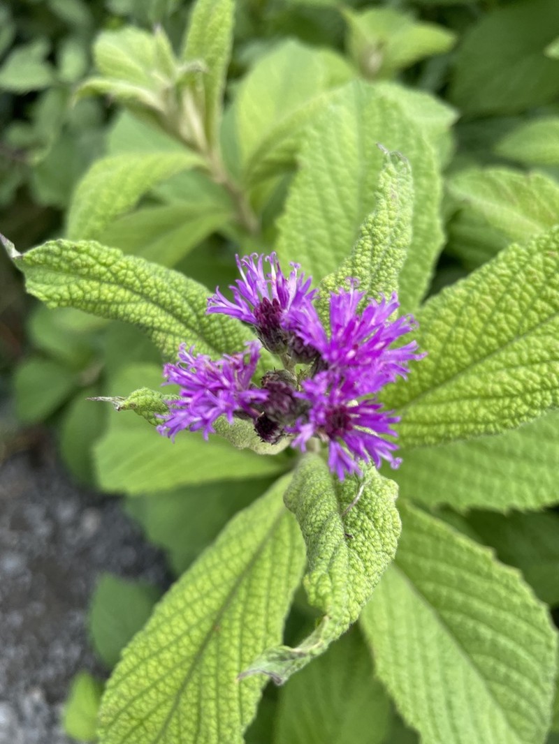 Hilliardiella flanaganii