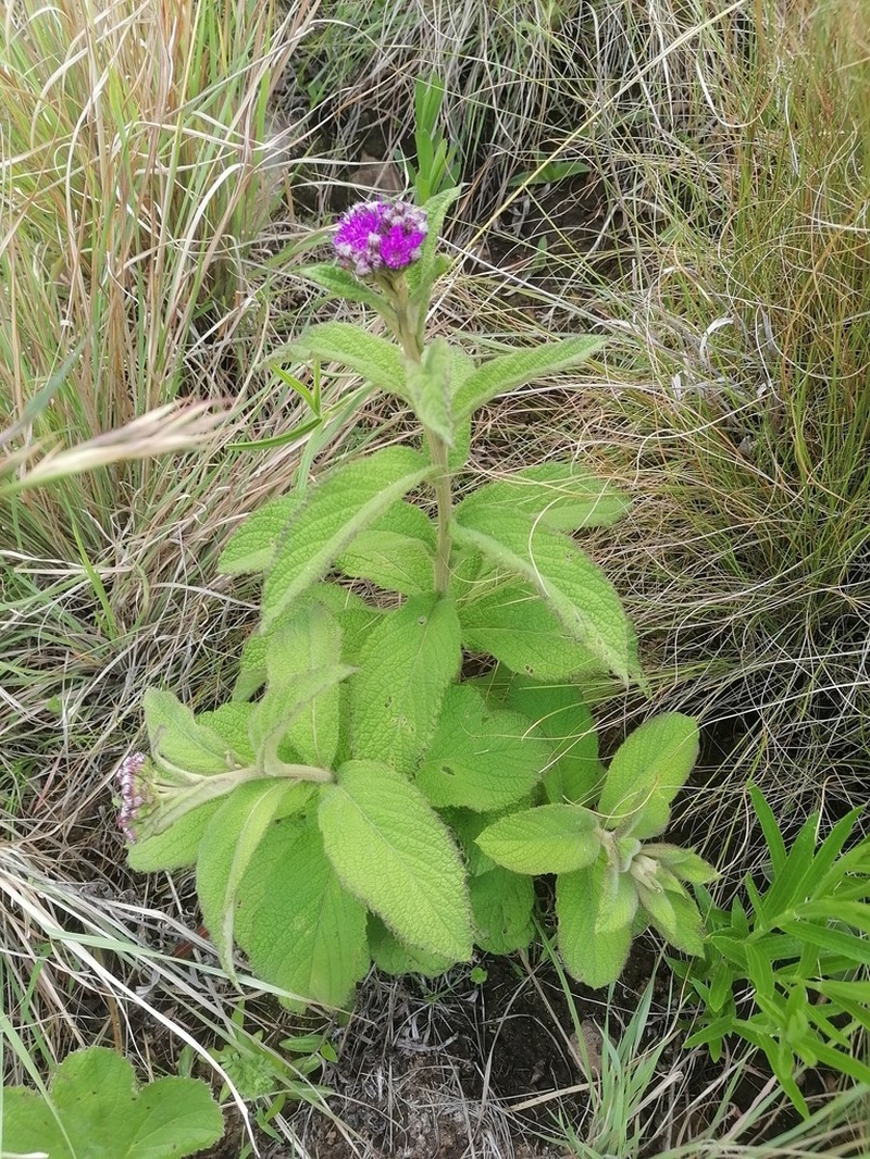 Hilliardiella flanaganii photo 5