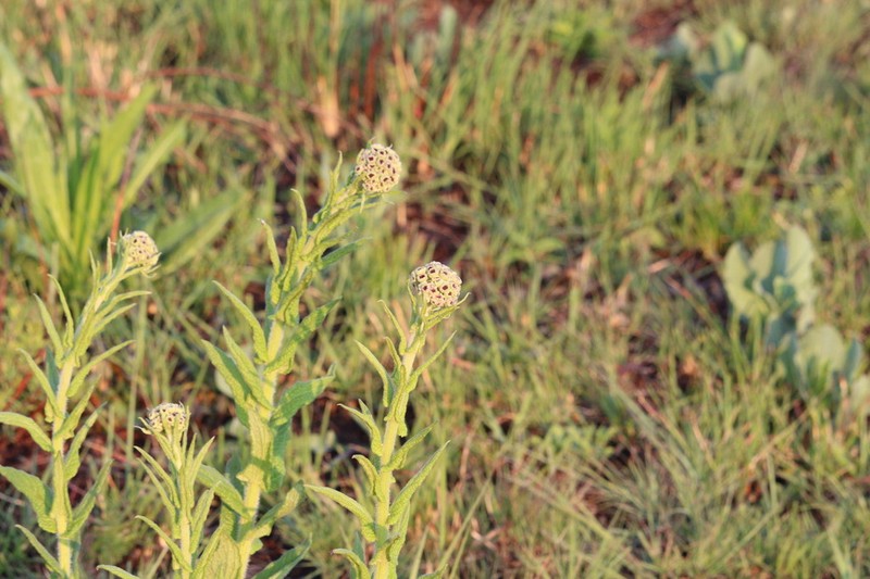 Hilliardiella hirsuta photo 6