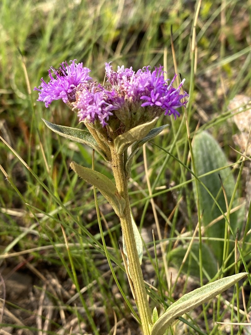 Hilliardiella oligocephala var. besteri