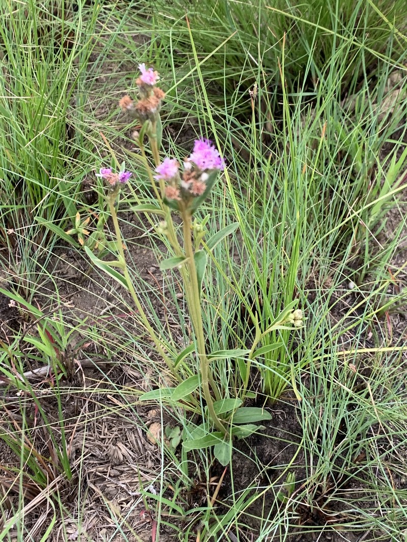Hilliardiella oligocephala var. besteri photo 2
