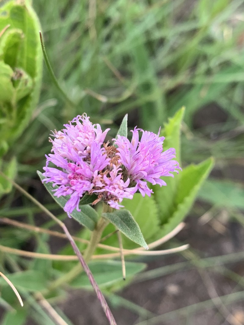 Hilliardiella oligocephala var. besteri photo 3