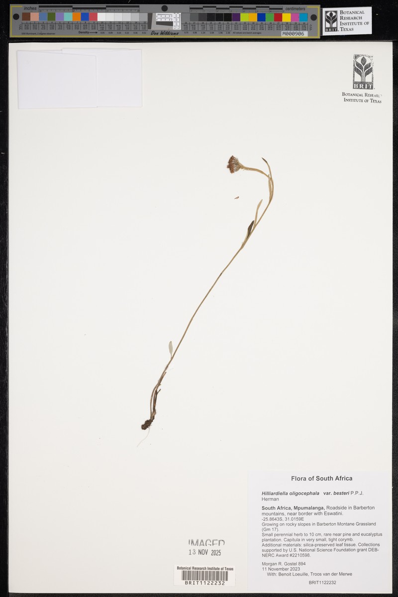 Hilliardiella oligocephala var. besteri photo 4