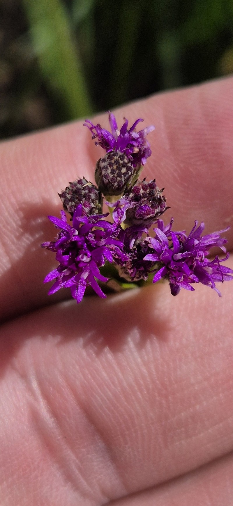 Hilliardiella oligocephala var. oligocephala