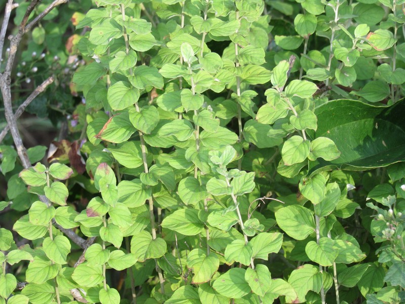 Hilliardiella oligocephala var. oligocephala photo 2