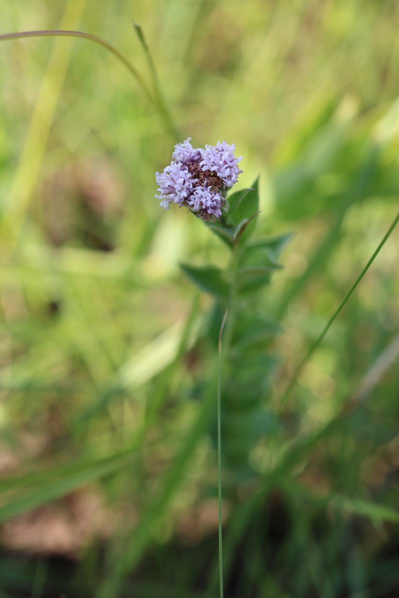 Hilliardiella oligocephala var. oligocephala photo 3
