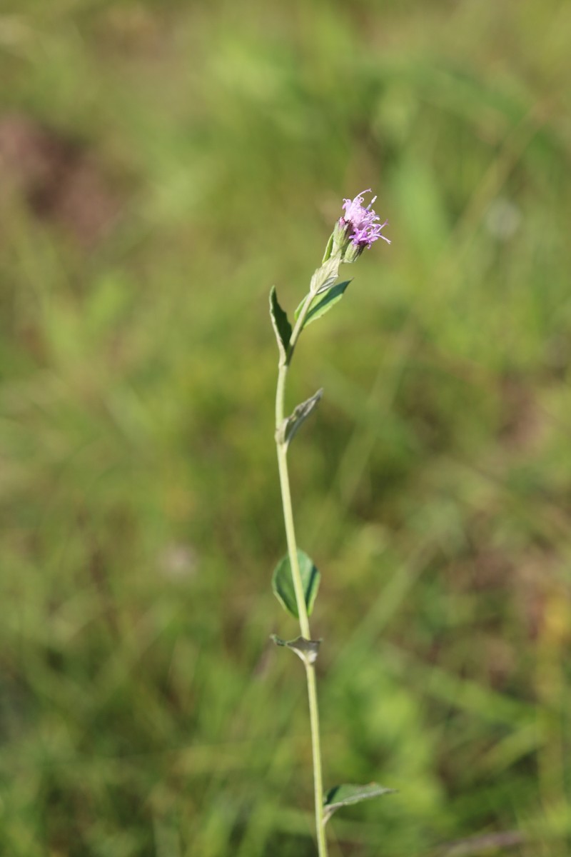 Hilliardiella oligocephala var. oligocephala photo 4