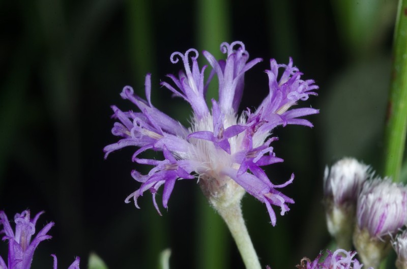 Hilliardiella smithiana