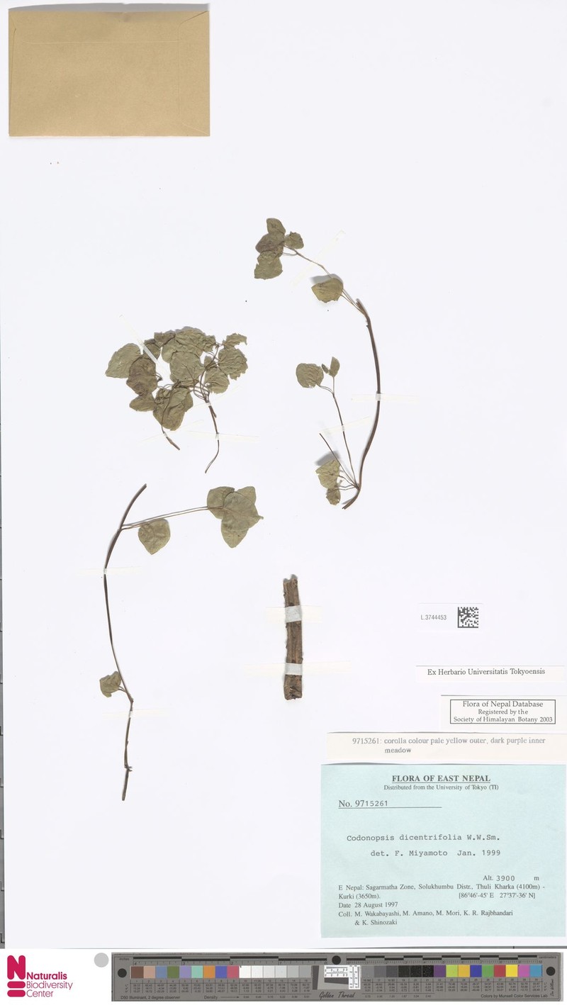 Himalacodon dicentrifolius
