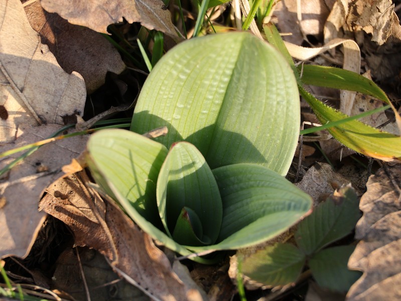 Himantoglossum calcaratum subsp. rumelicum photo 2