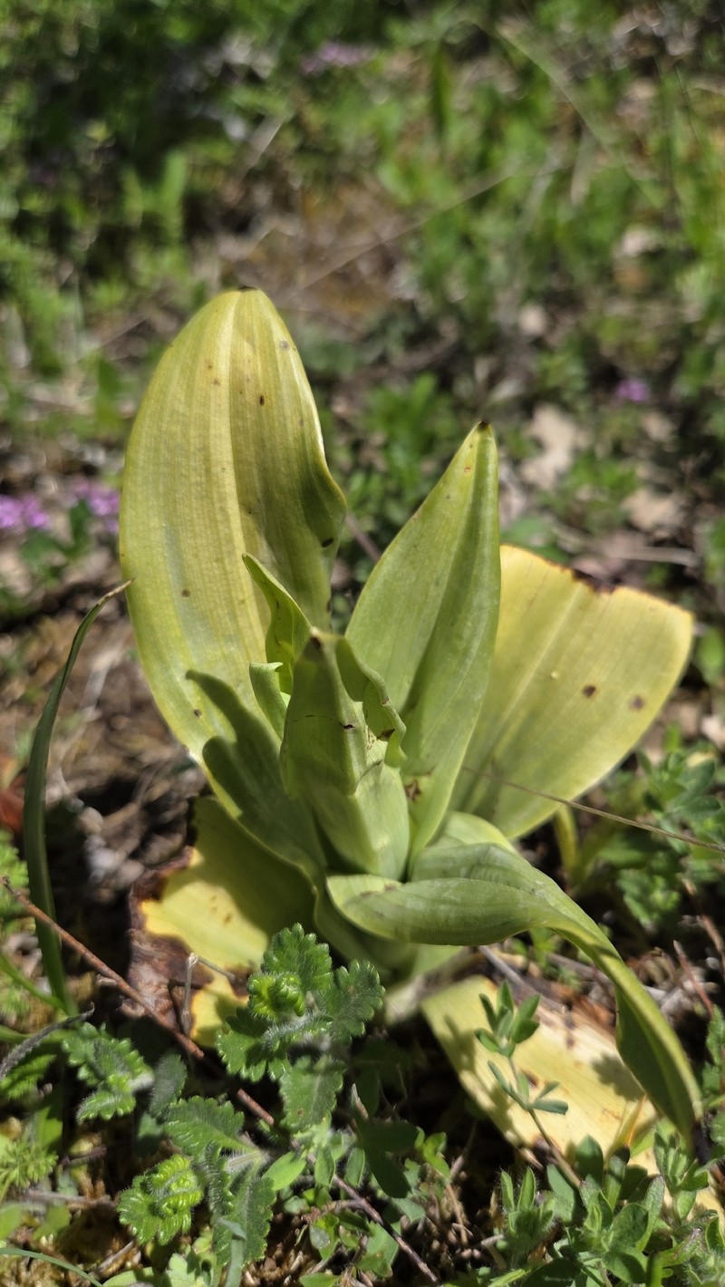 Himantoglossum calcaratum subsp. rumelicum photo 3