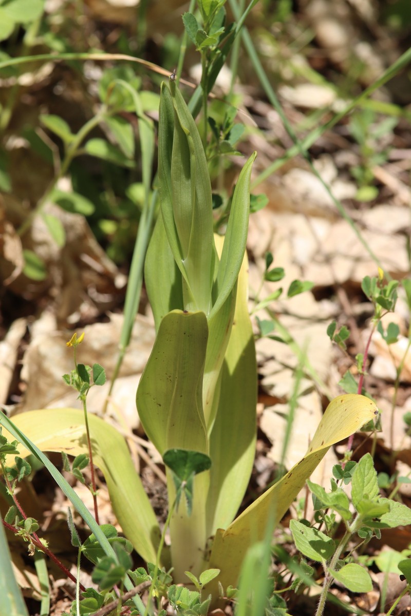 Himantoglossum calcaratum subsp. rumelicum photo 4