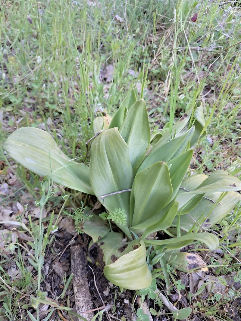 Himantoglossum calcaratum subsp. rumelicum photo 5