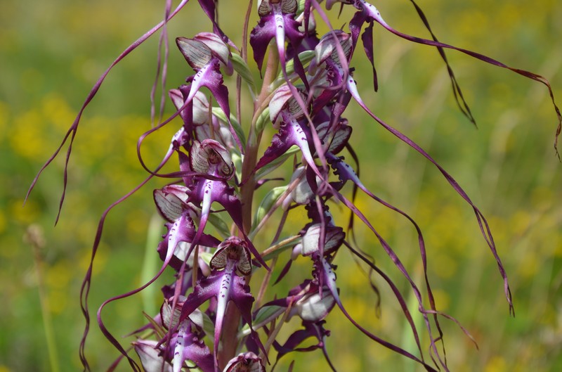 Himantoglossum calcaratum subsp. rumelicum photo 6