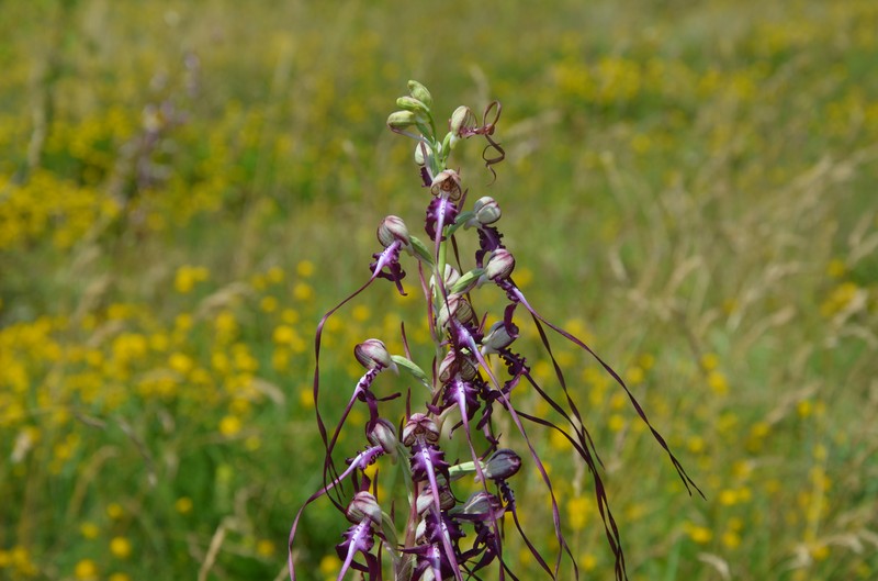 Himantoglossum calcaratum subsp. rumelicum photo 7