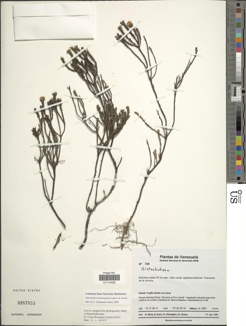 Hinterhubera adenopetala