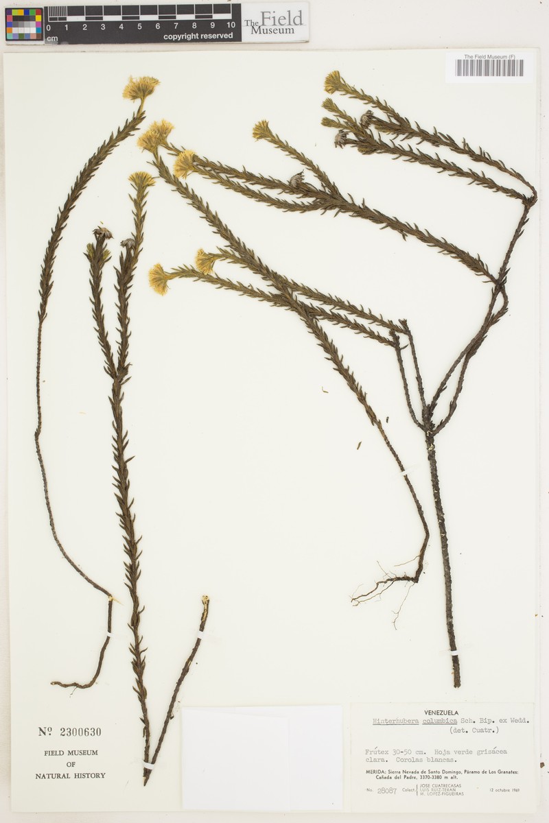 Hinterhubera columbica