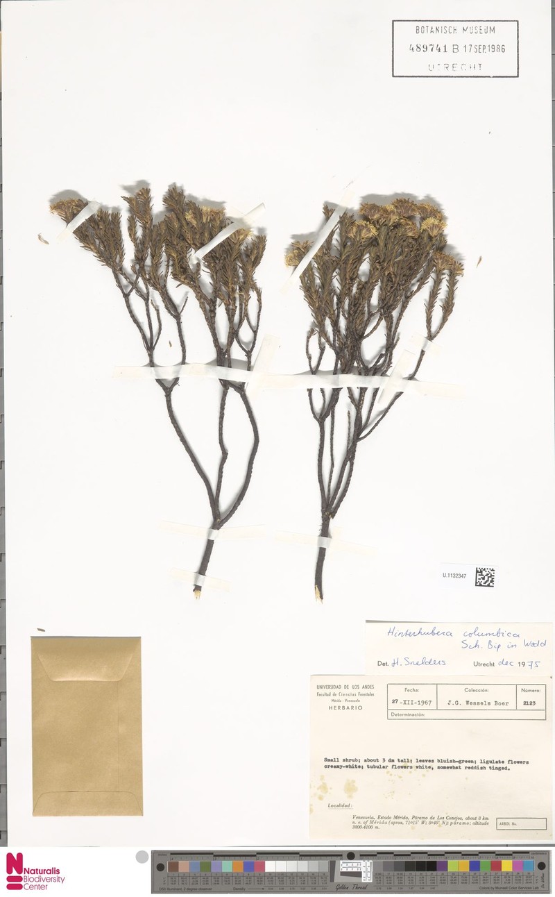 Hinterhubera columbica photo 2