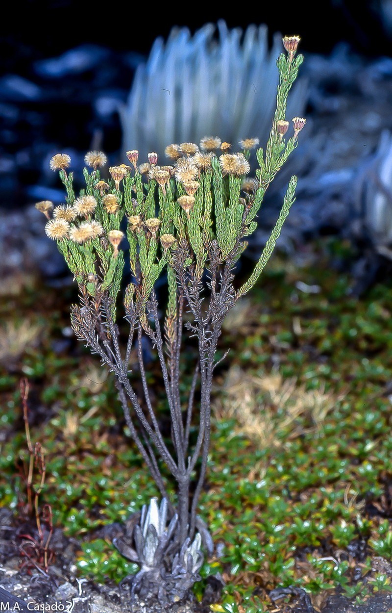 Hinterhubera imbricata