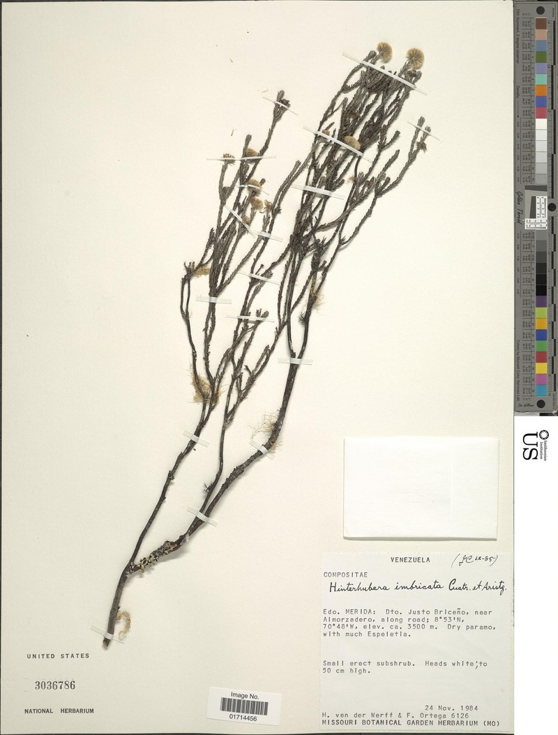 Hinterhubera imbricata photo 2