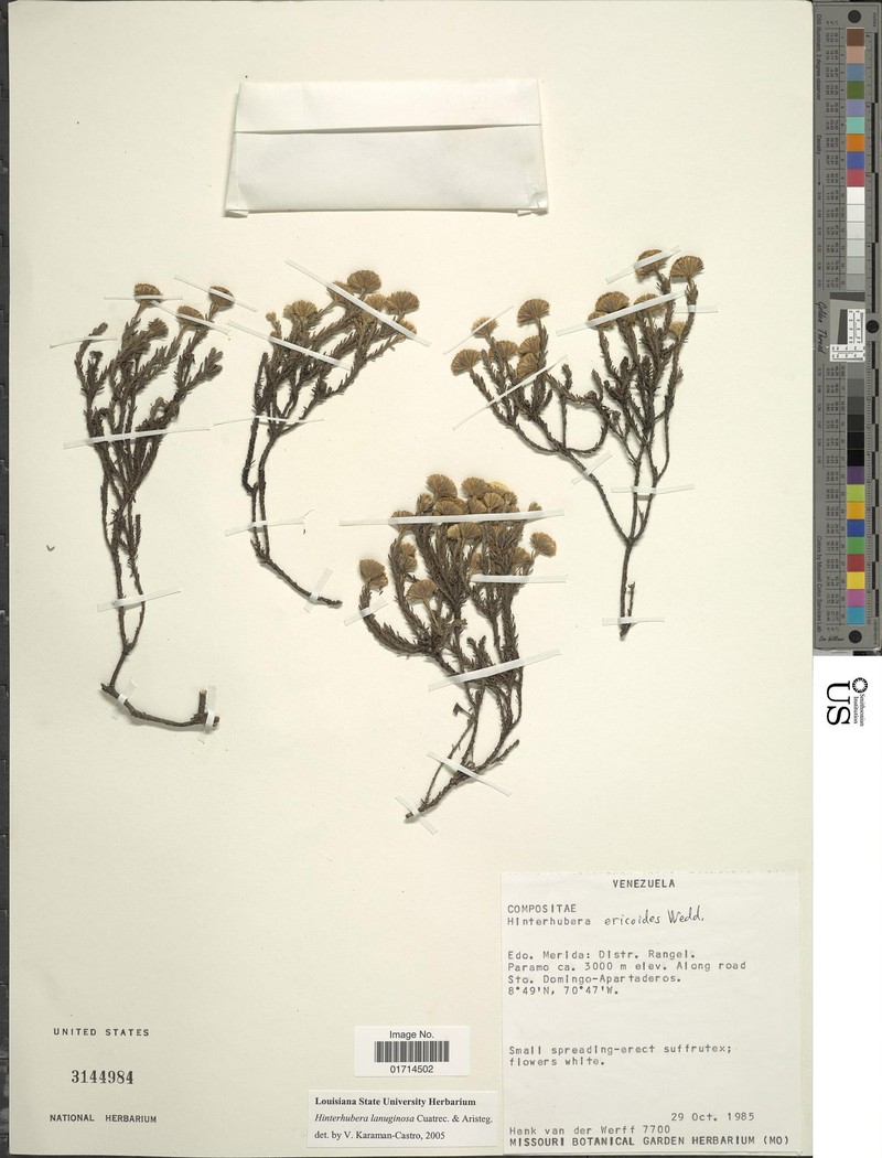 Hinterhubera lanuginosa