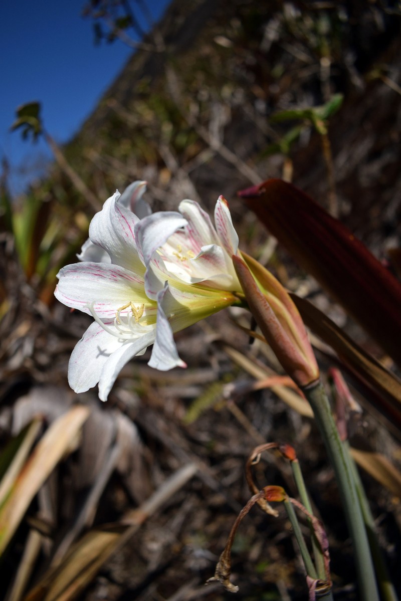 Hippeastrum abatinguara