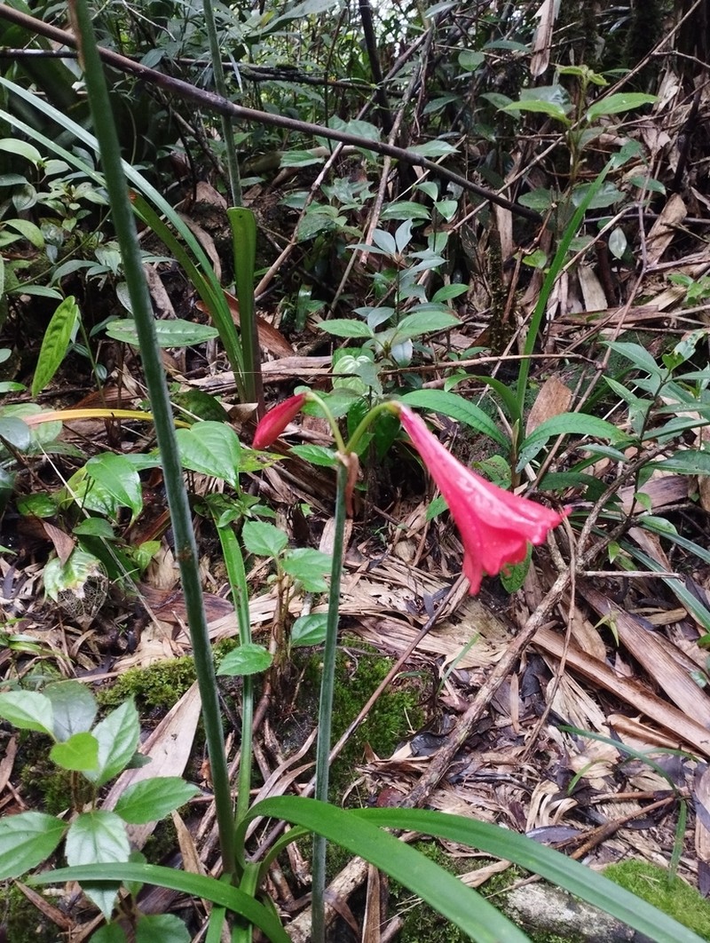 Hippeastrum carassense