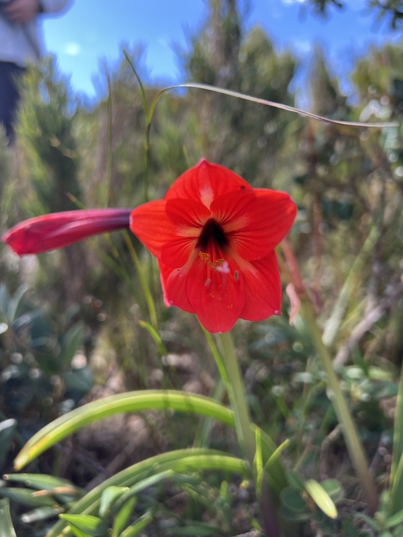 Hippeastrum carassense photo 2