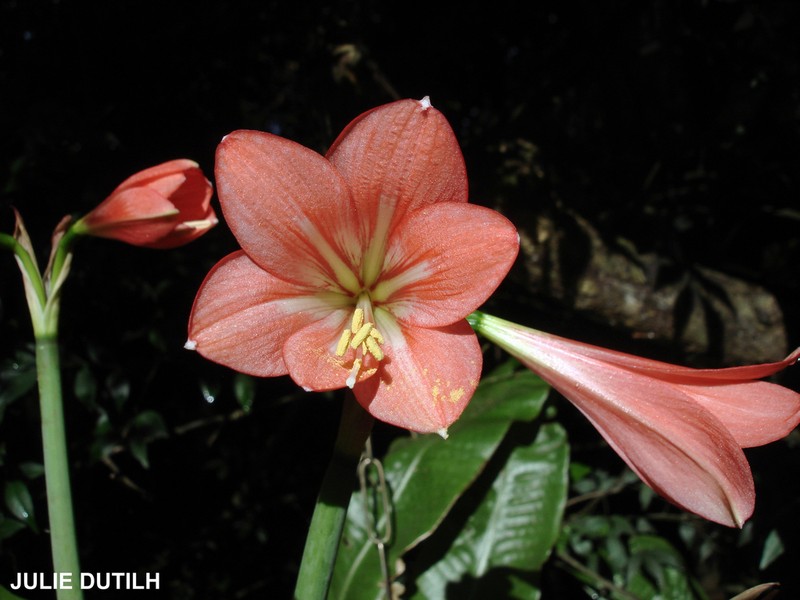 Hippeastrum carassense photo 3