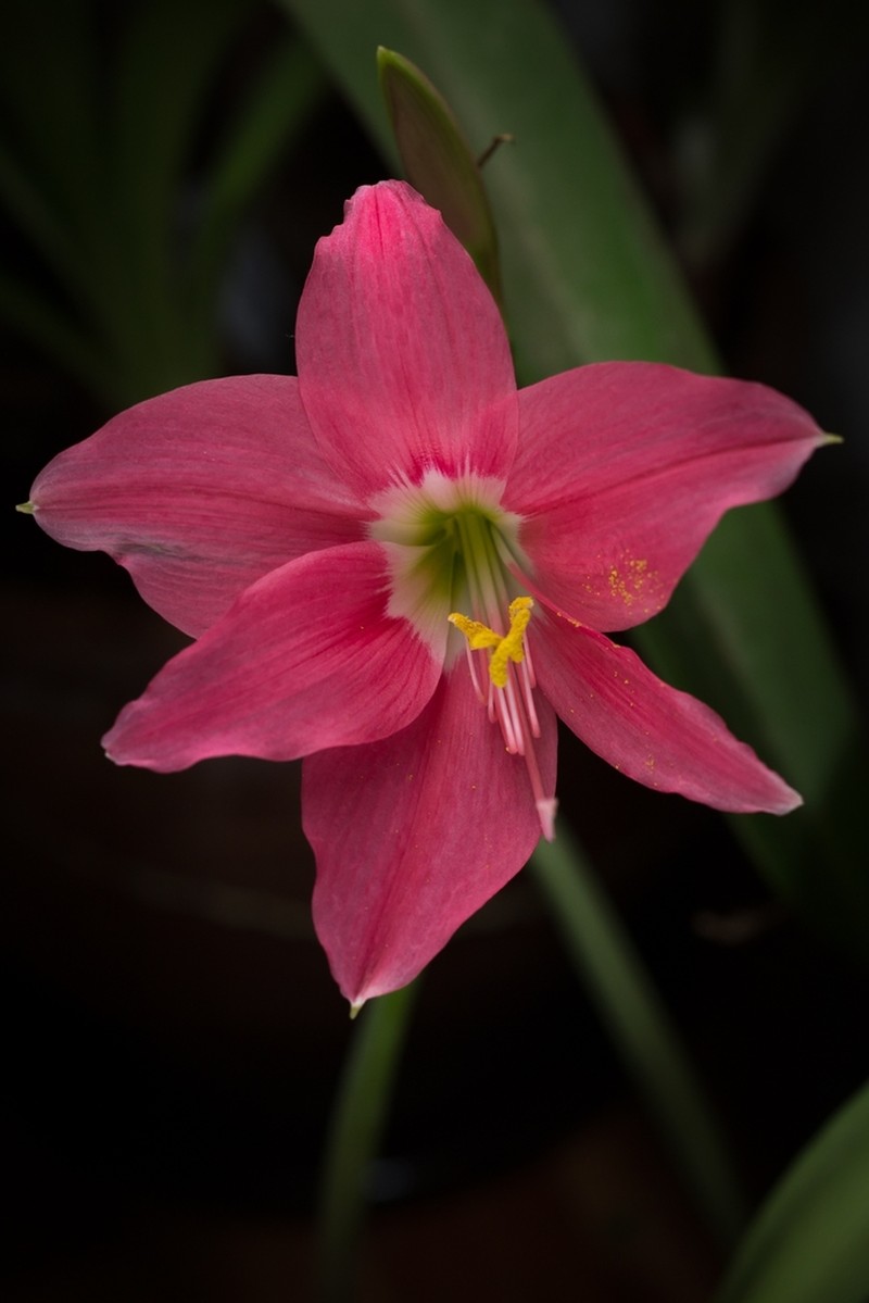 Hippeastrum haywardii