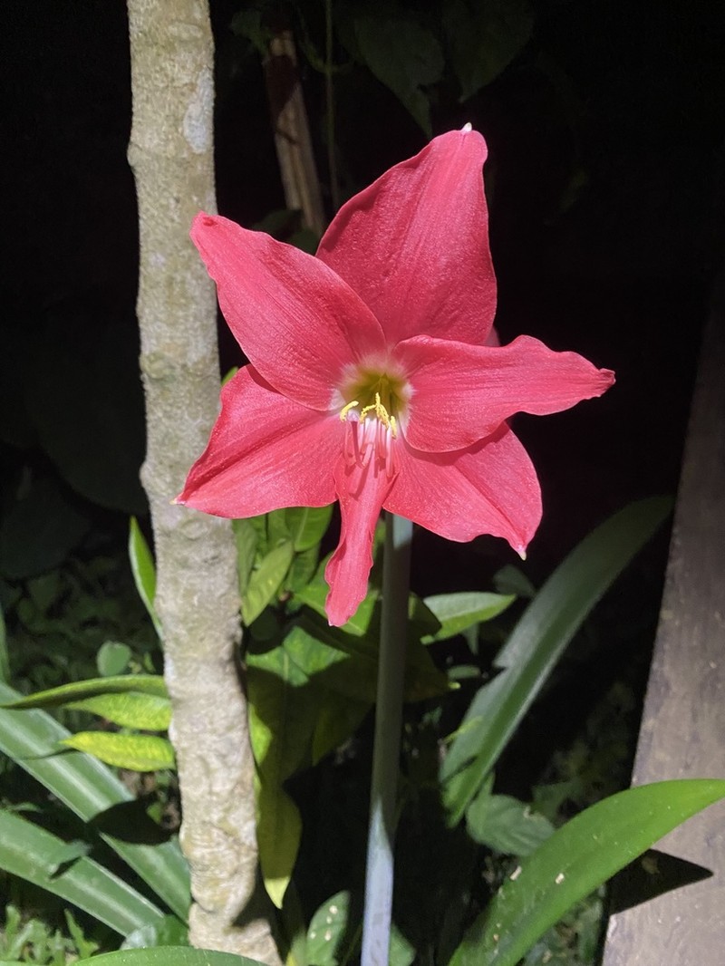 Hippeastrum haywardii photo 3