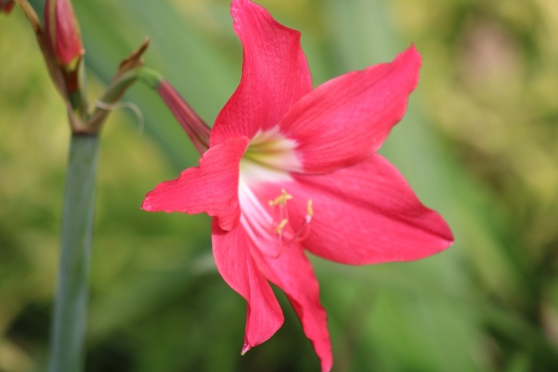 Hippeastrum haywardii photo 4