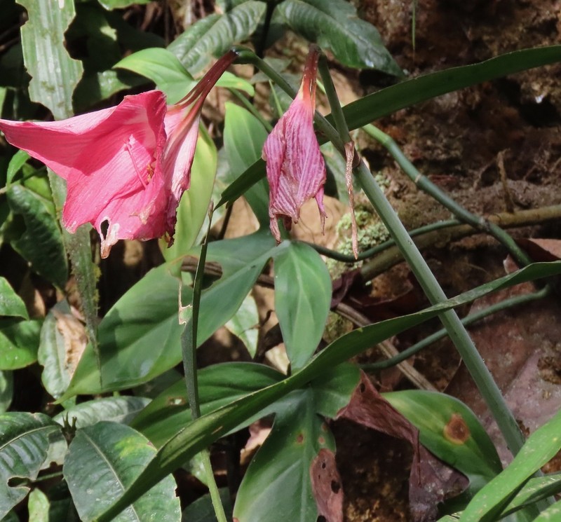 Hippeastrum haywardii photo 5