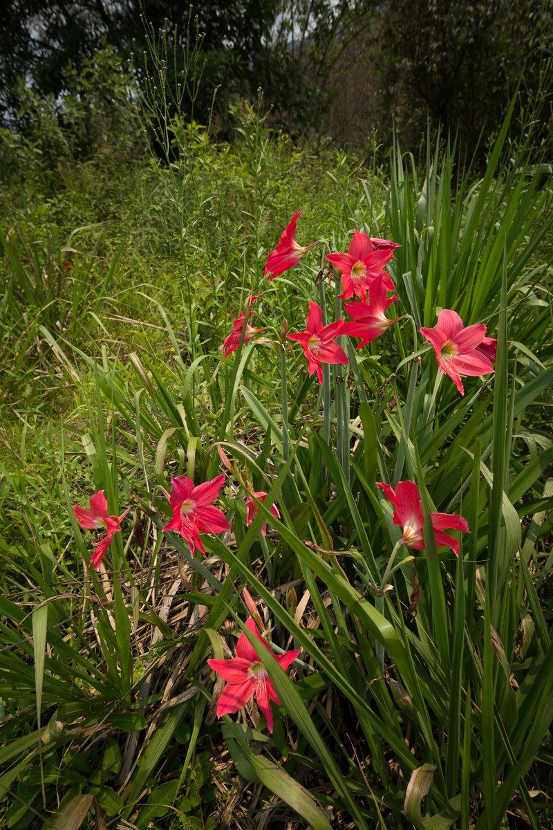 Hippeastrum haywardii photo 8