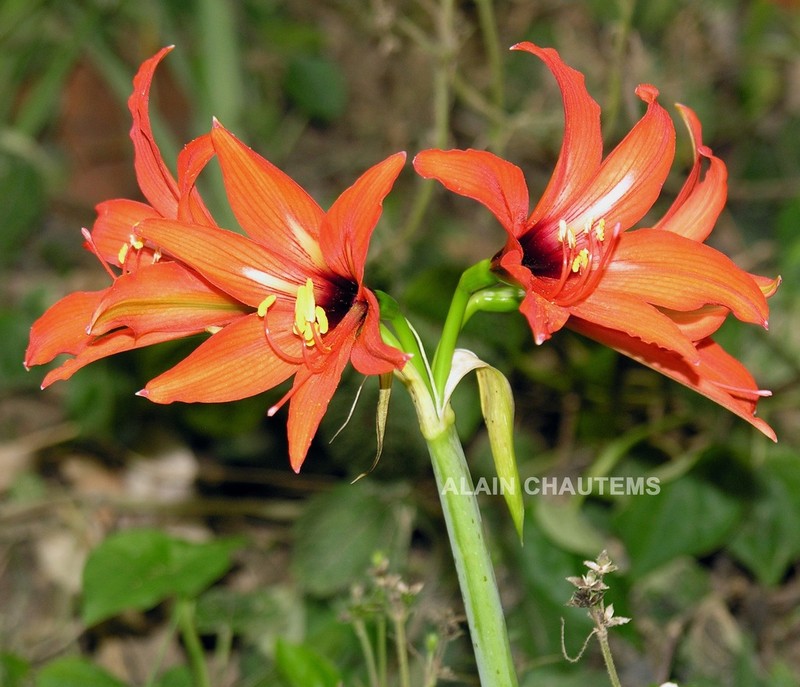 Hippeastrum laklano