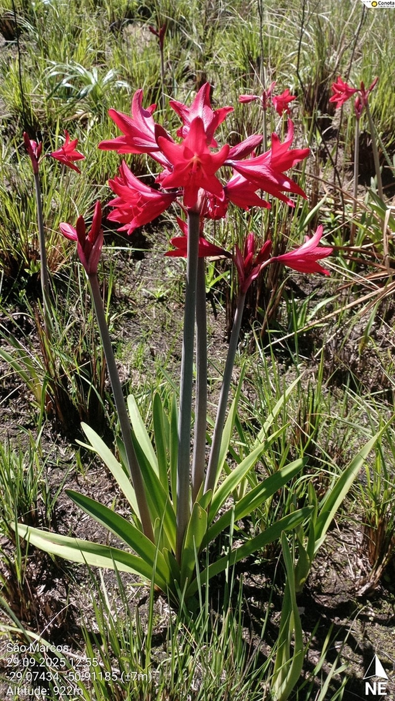 Hippeastrum multiflorum