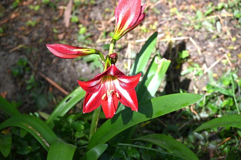 Hippeastrum peruvianum