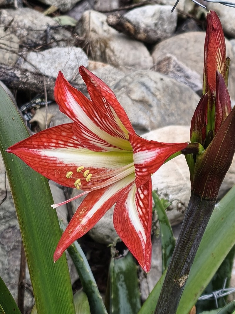 Hippeastrum peruvianum photo 2