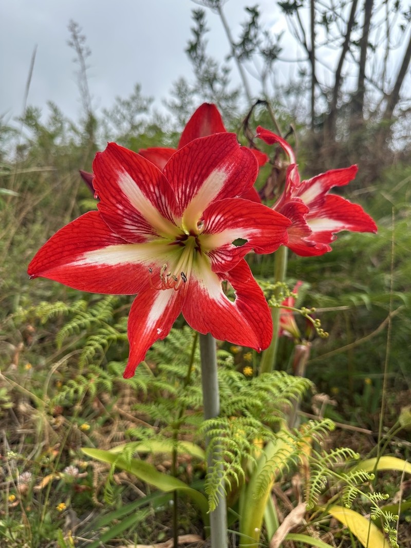 Hippeastrum peruvianum photo 3