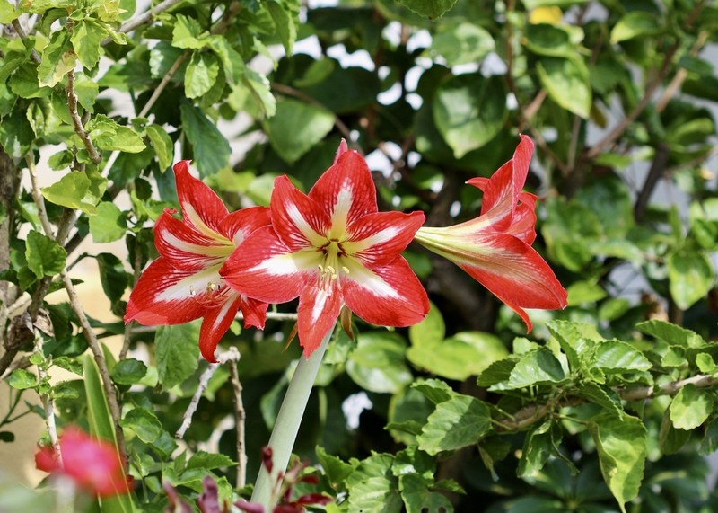 Hippeastrum peruvianum photo 4