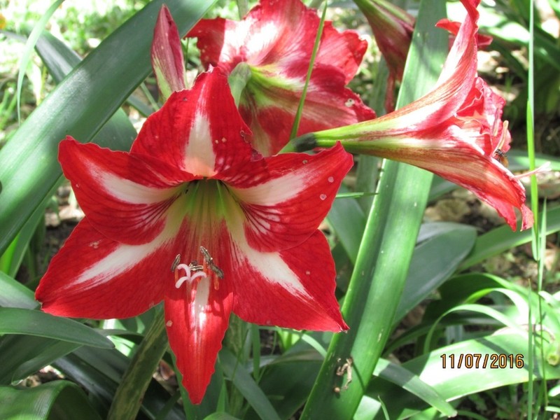Hippeastrum peruvianum photo 5
