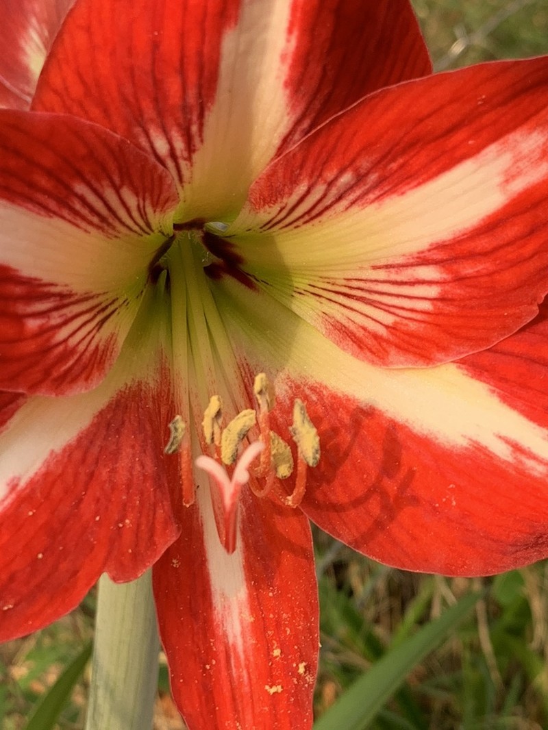 Hippeastrum peruvianum photo 6