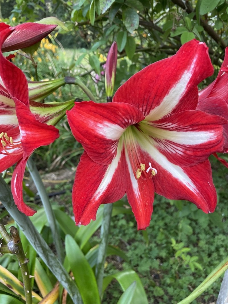 Hippeastrum peruvianum photo 7