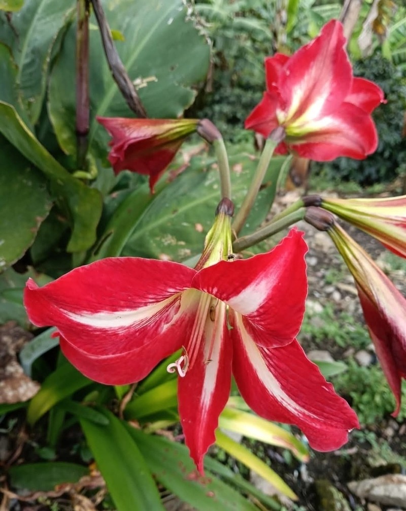 Hippeastrum peruvianum photo 8