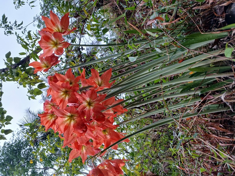Barbados Lily photo 2